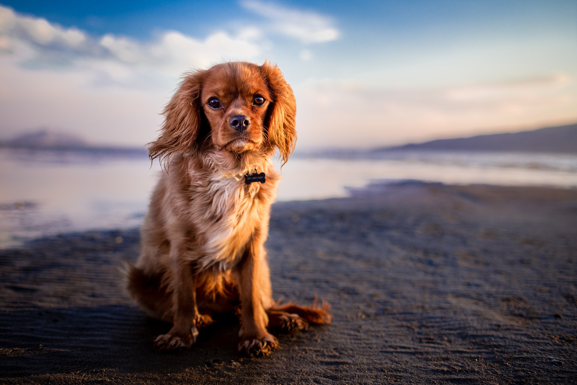 Feriendomizile mit Hund in St. Peter-Ording - Ferienwohnungen und Ferienhäuser für die Herbstferien mit Hund